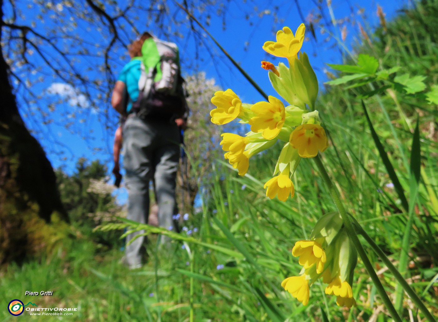 29 Primula veris (Primula odorosa).JPG